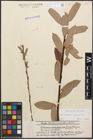 Foto von Salix caprea L. x Salix purpurea L.